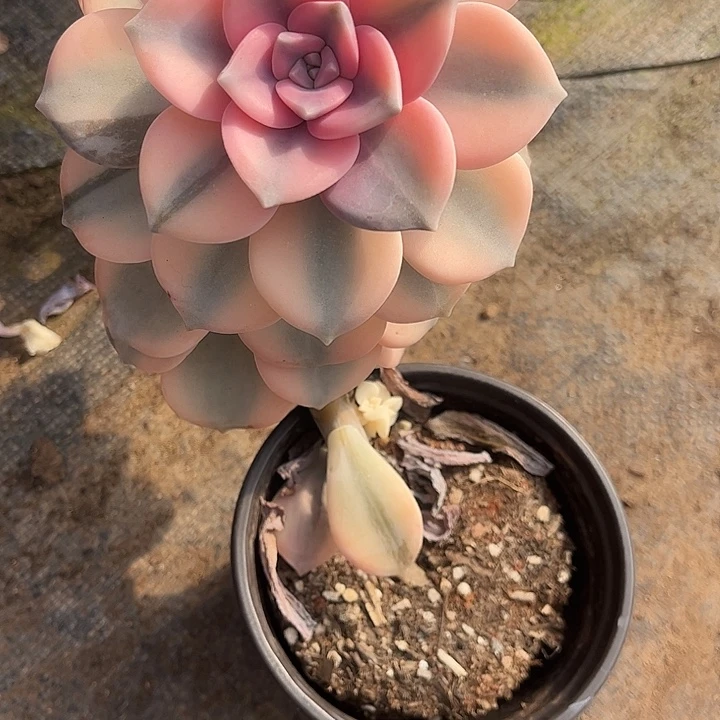 桂***8紫乐锦，一物一拍。