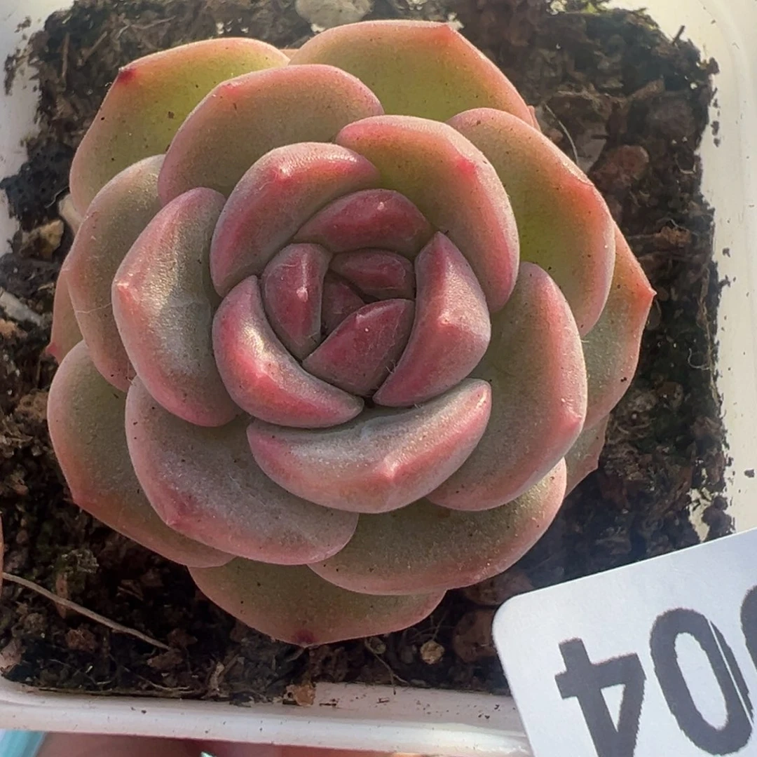 小卡拉米糖心一物一拍7-4