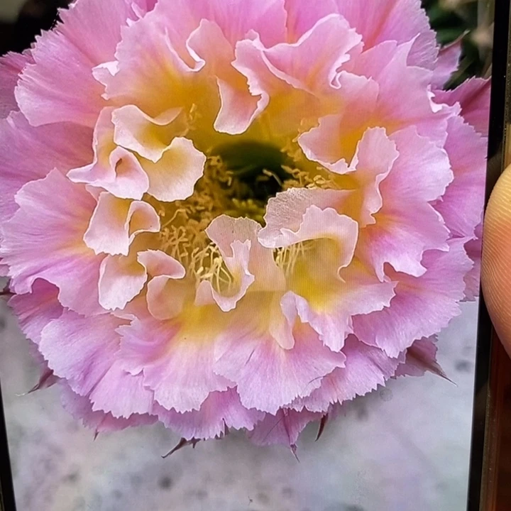 香香妩媚侧芽4公分左右