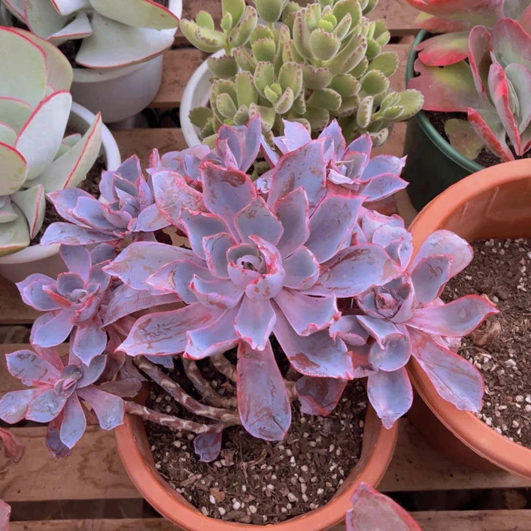 晚霞多头老桩子多肉植物