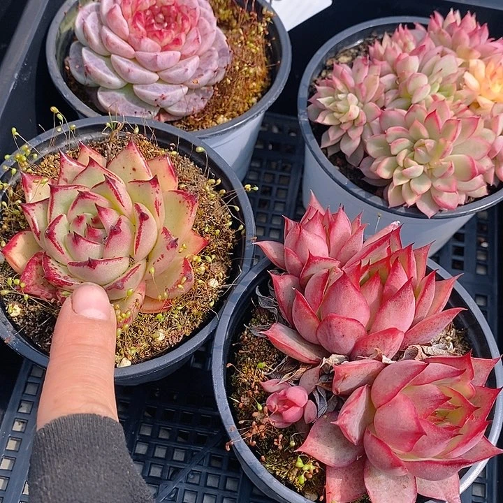 88 多肉植物盆栽花卉