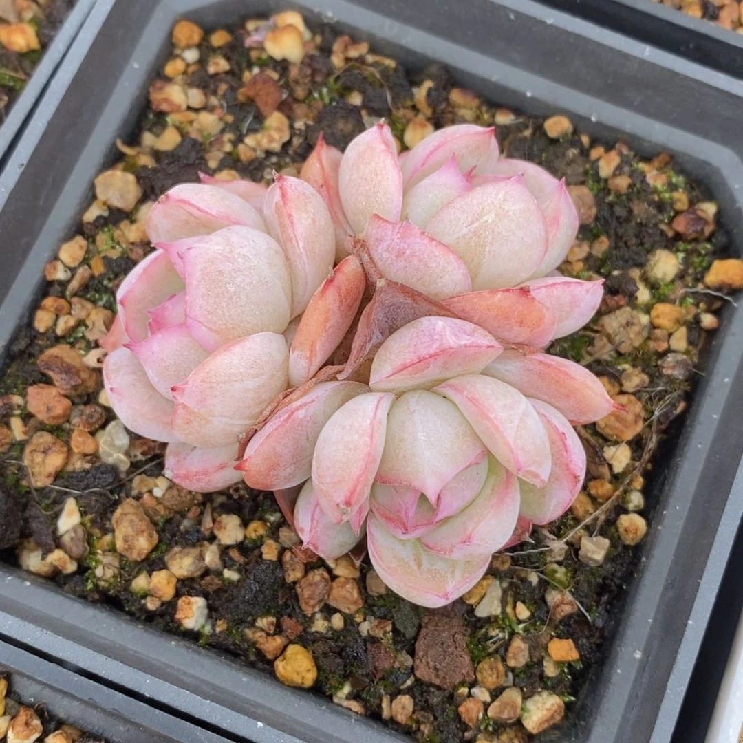 一物一拍精品多肉_72