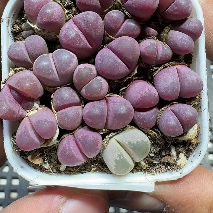 228 多肉植物多肉植物