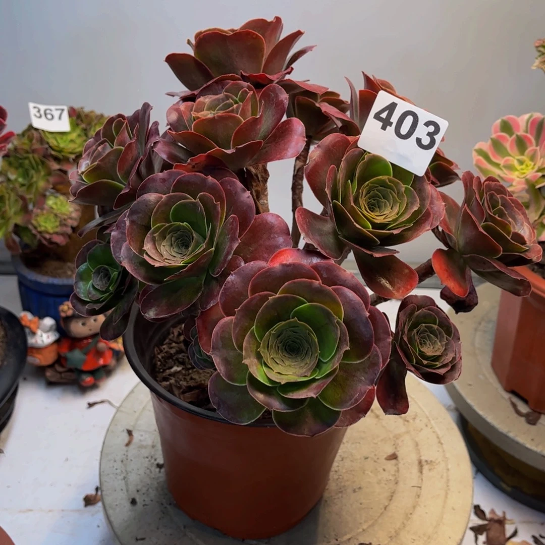 多肉法师媚金玫瑰403