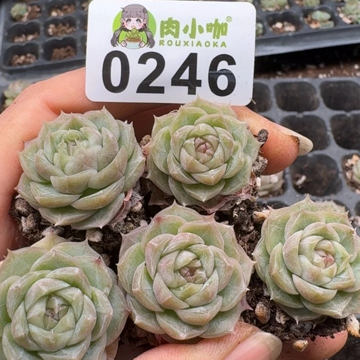 当前无花朵，栽培后可花朵多肉植物多肉植物