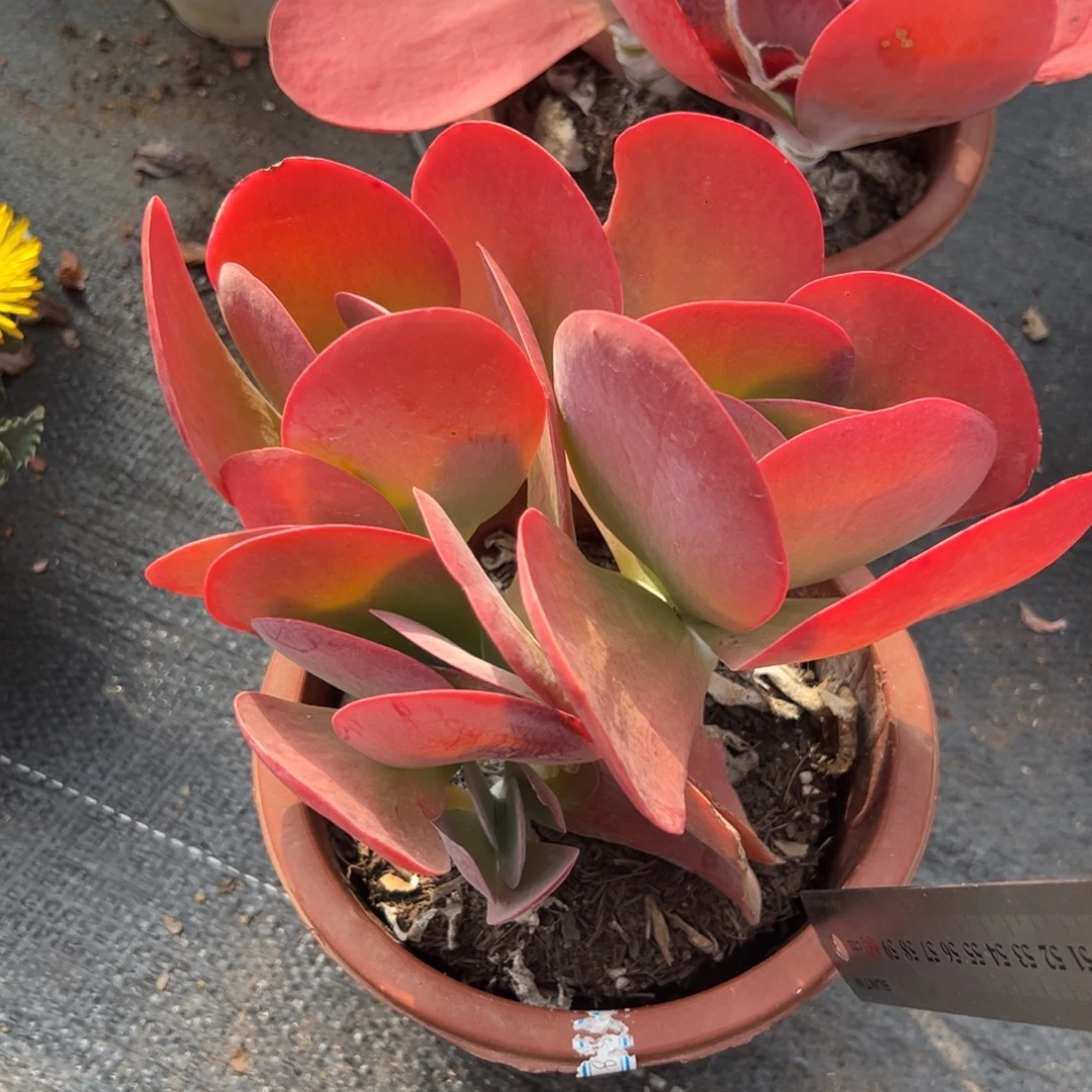 多肉植物多头唐印