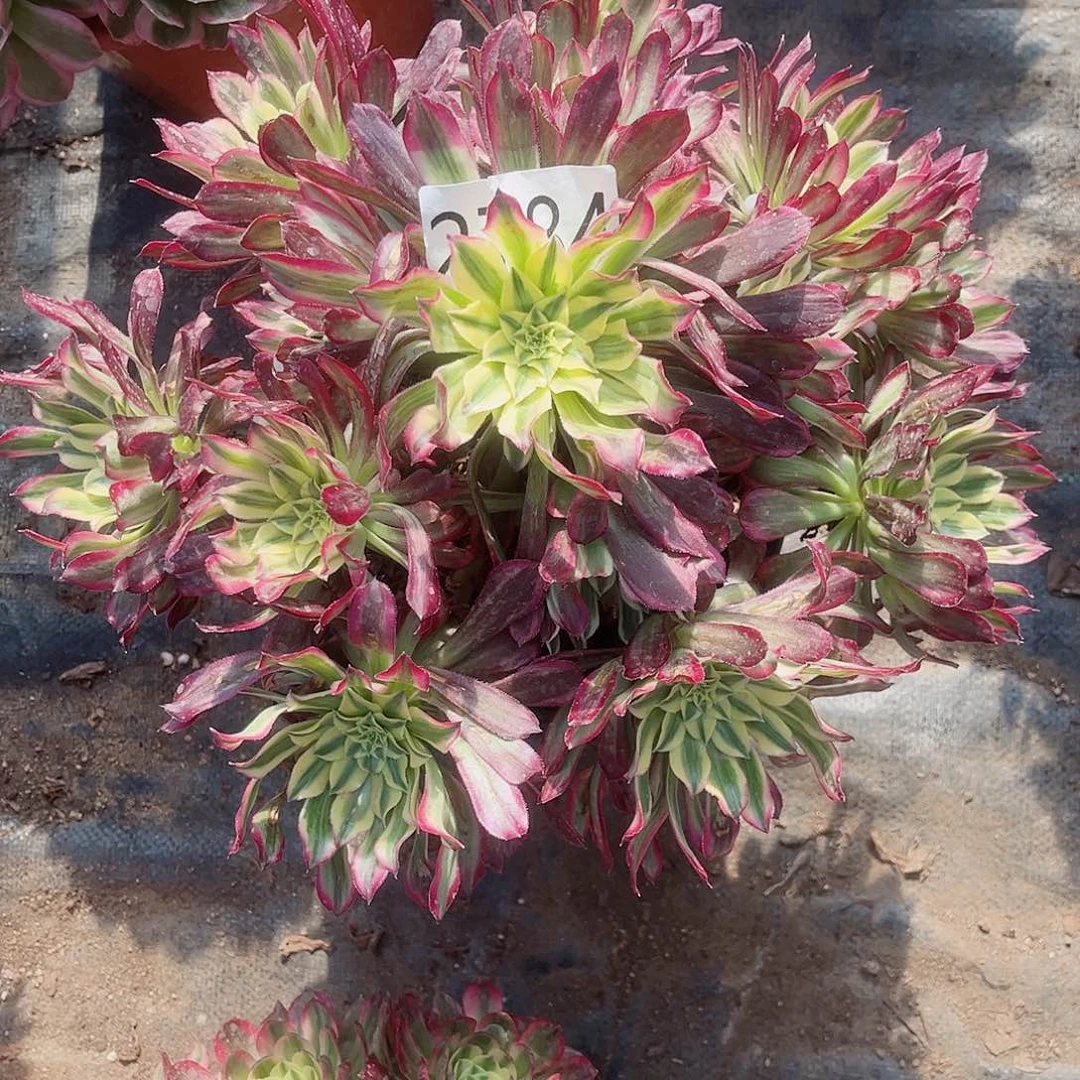 凯****⁵2784天和多肉植物