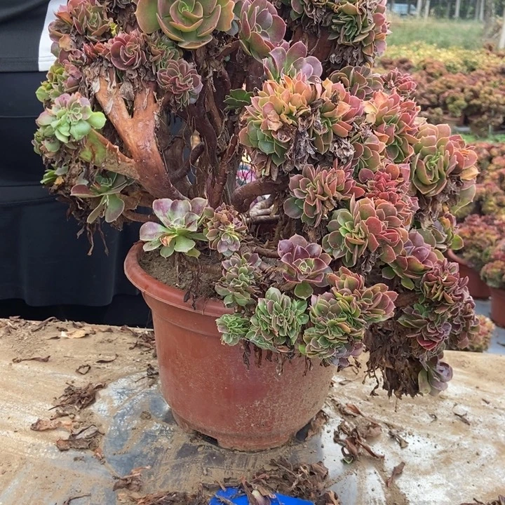 张***姐HH019玫瑰玫瑰玫瑰