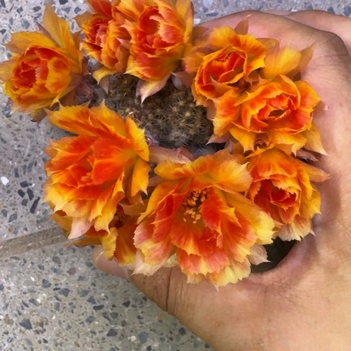 9丽花木三歪3公分左右无根侧牙，20包邮