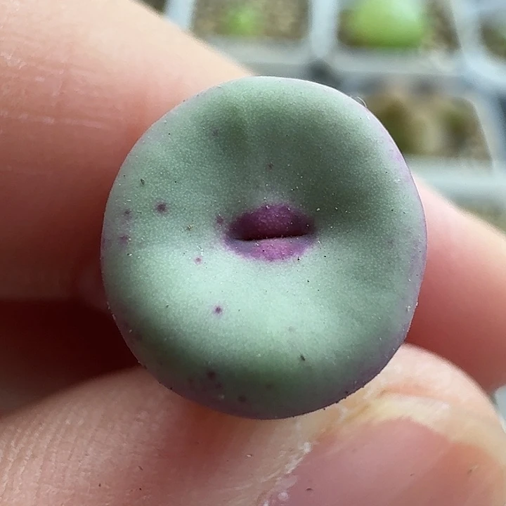 老马生石花se嘴1455