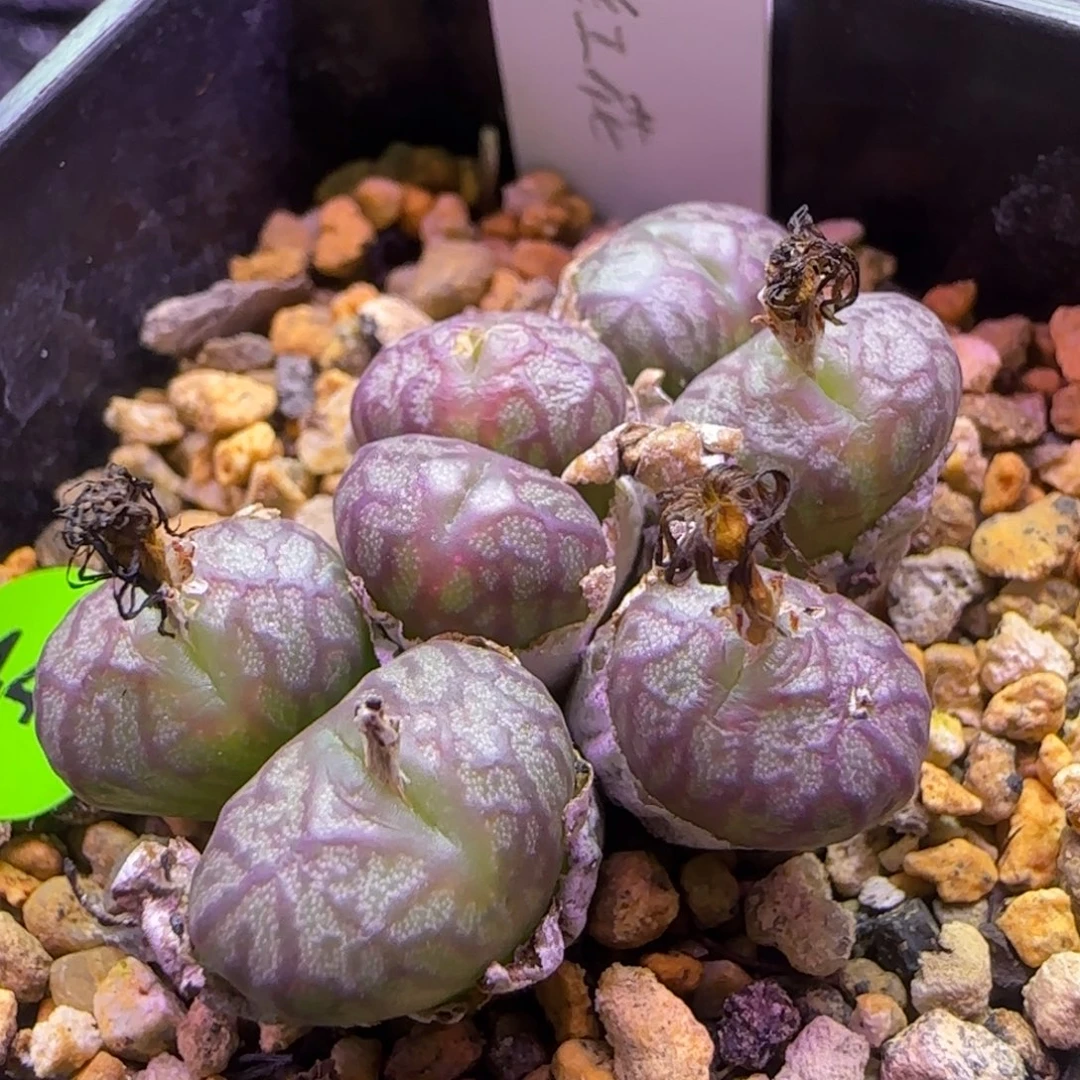 送奶工杂交七头多肉植物444