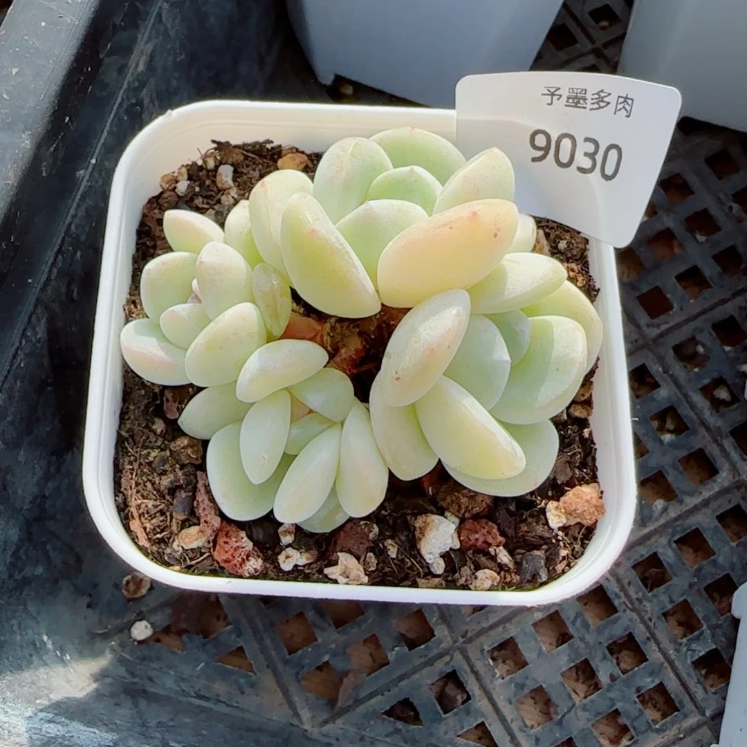 浠***咪玻璃体糖心冰玉，9030多肉植物
