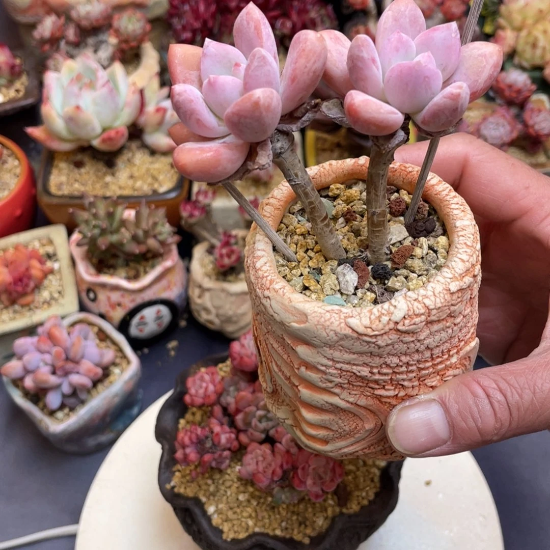 精控小叶奥普琳娜带盆