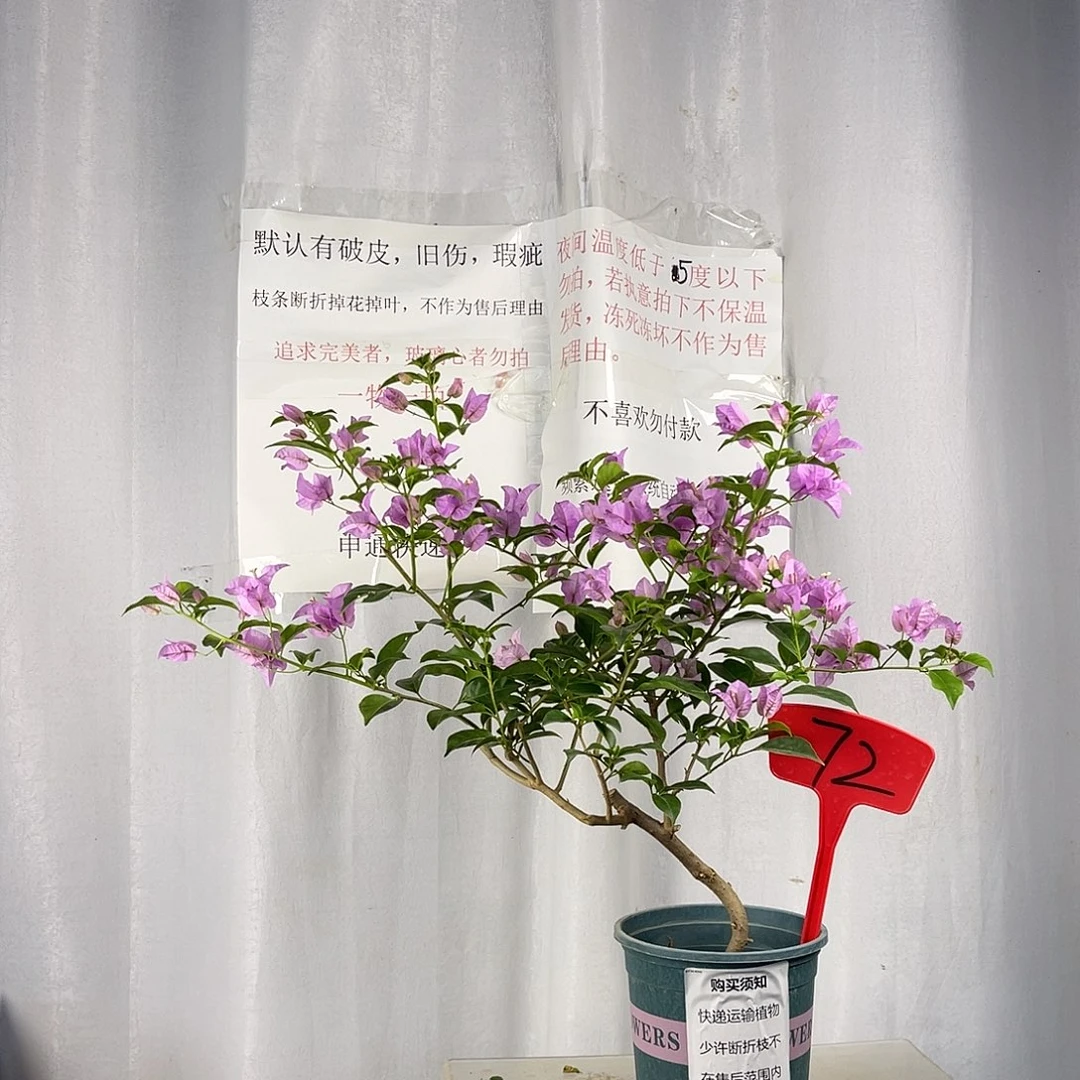 当前无花栽培后可以开花72巴西紫盆苗