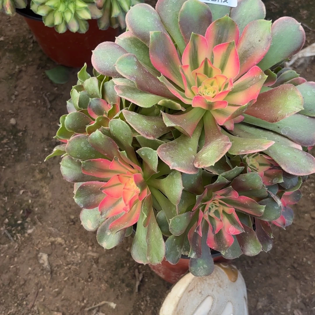 N. 155香妃多肉112233