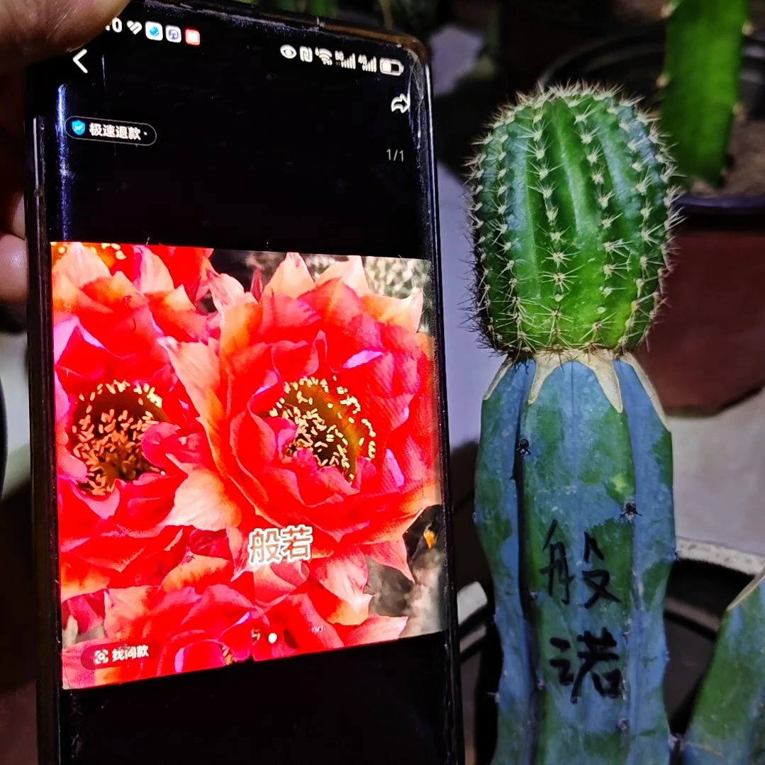 彩草般诺龙神木嫁接50