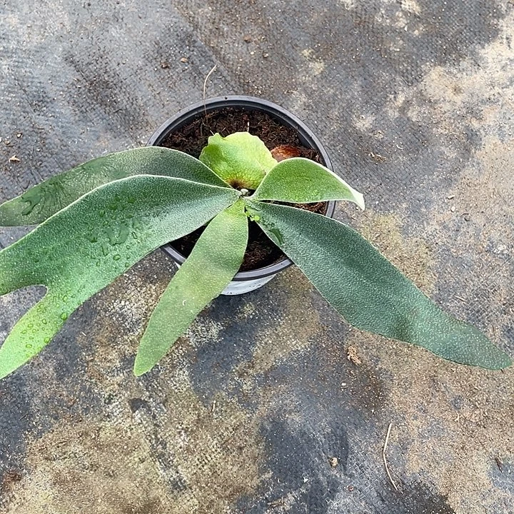 完全开放卷卷上板