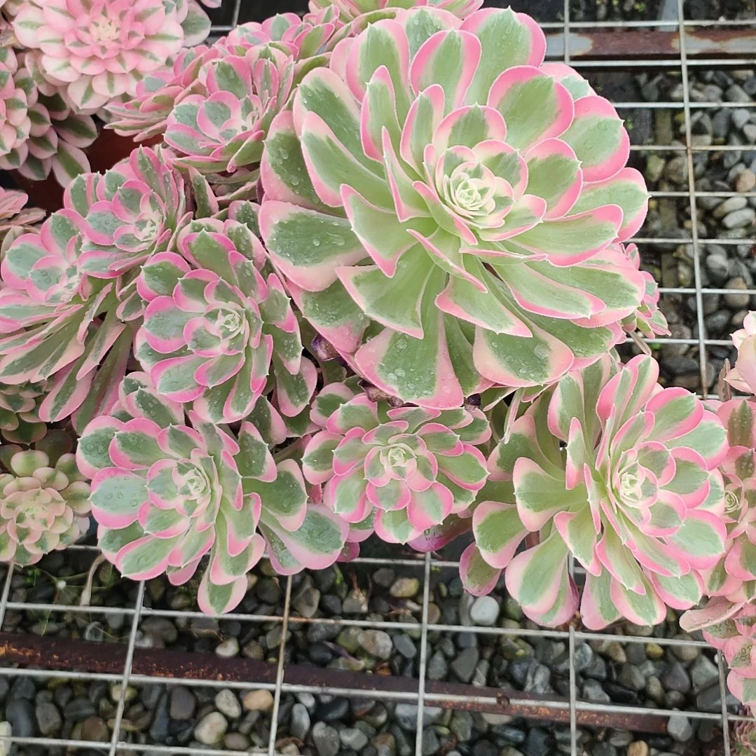 C**陈多肉法师锦粉女郎