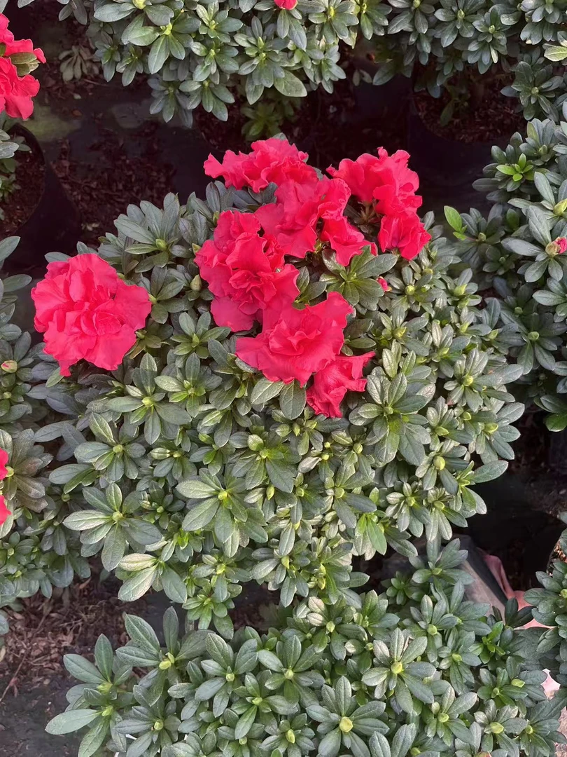 精品老桩杜鹃花加大福利款带花苞发货