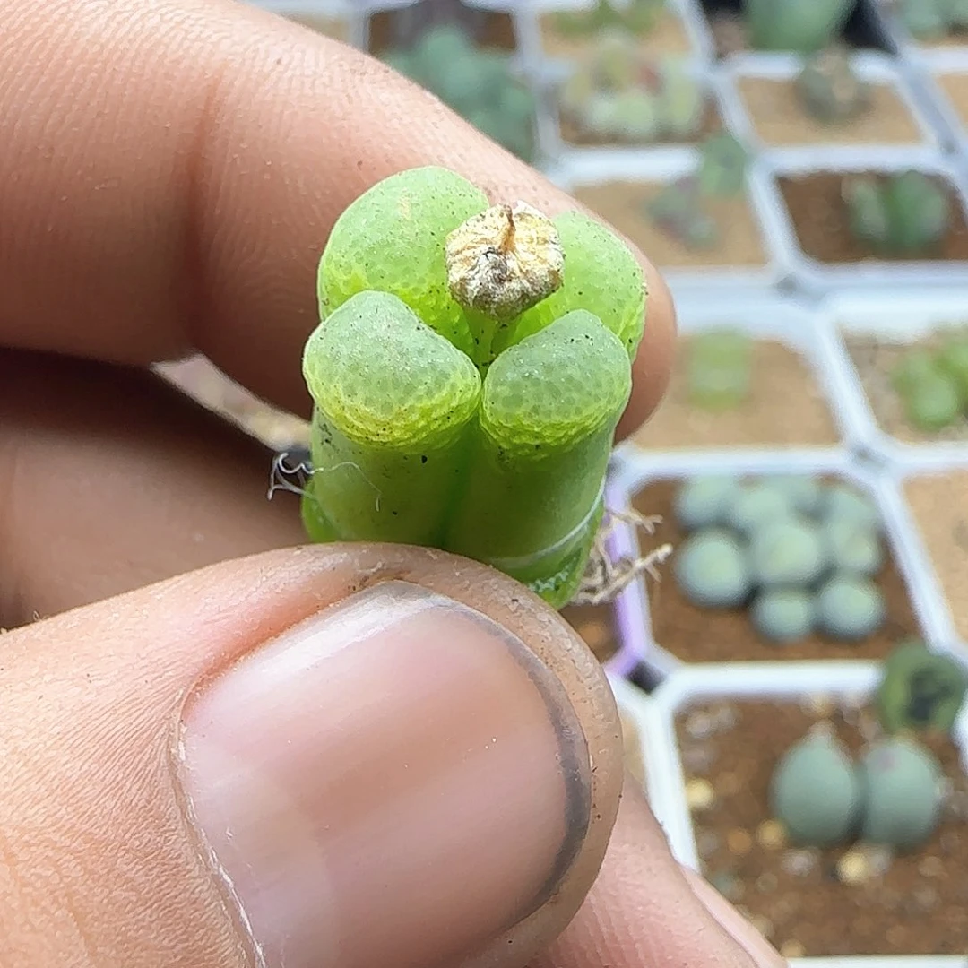 小*D让普通句的23714