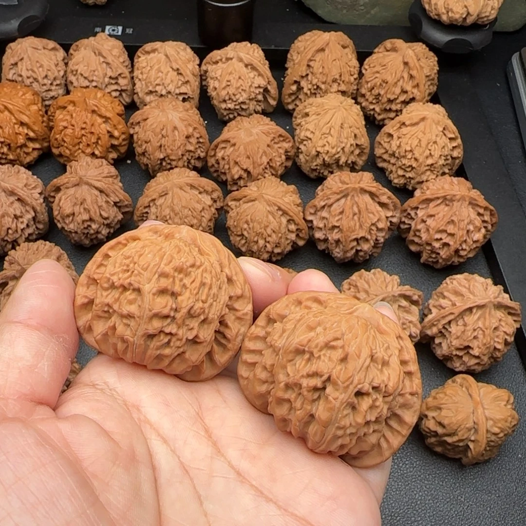 45尺微黄尖白狮子