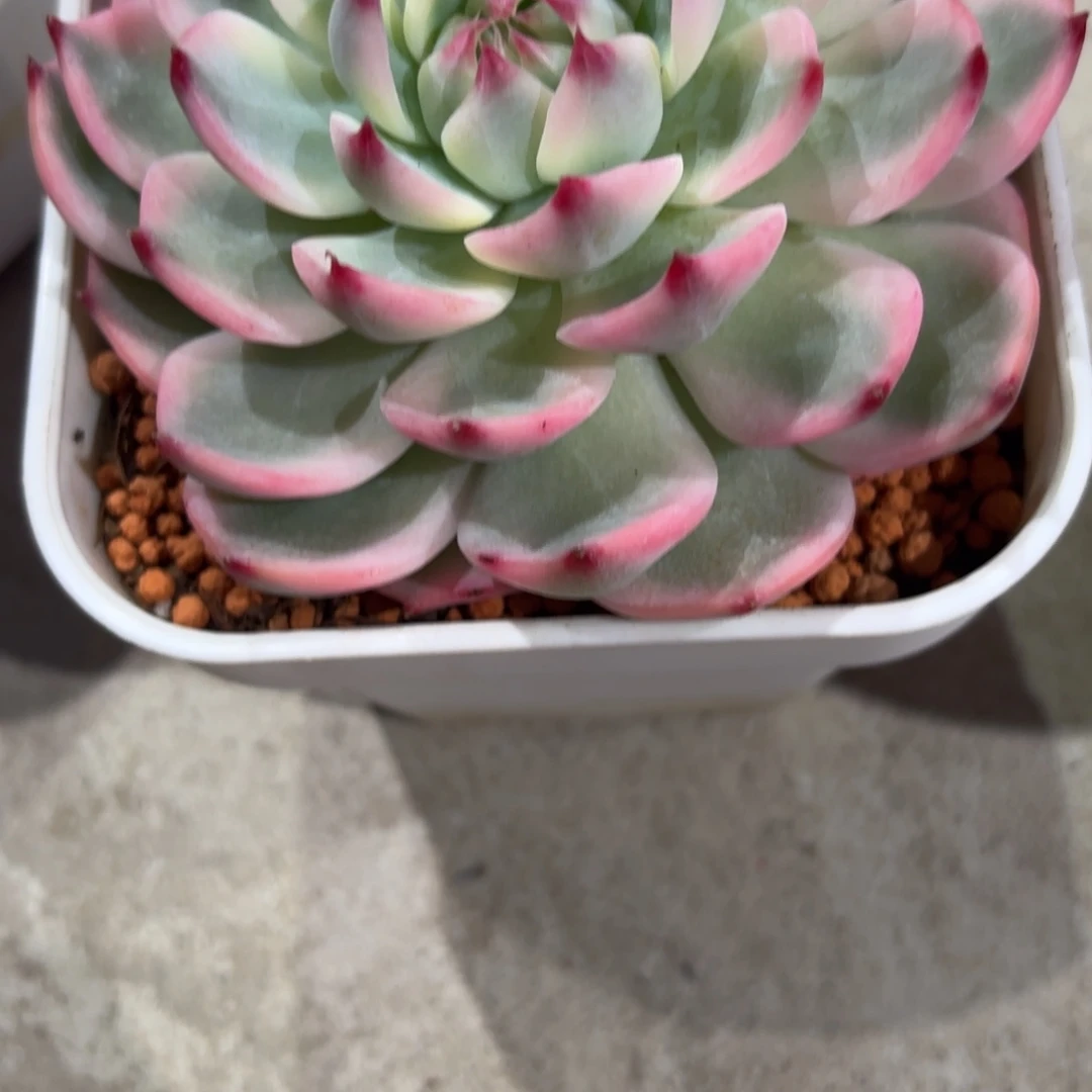 吉娃娃多肉锦盆栽花卉