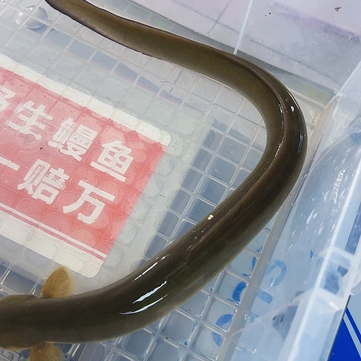 野生鳗鱼包活到家