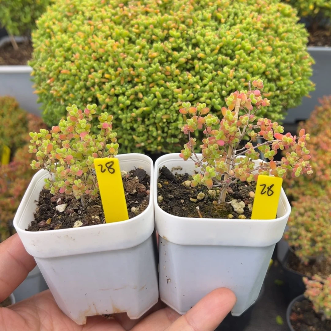 蜜橘糖球28号6.5cm盆两颗