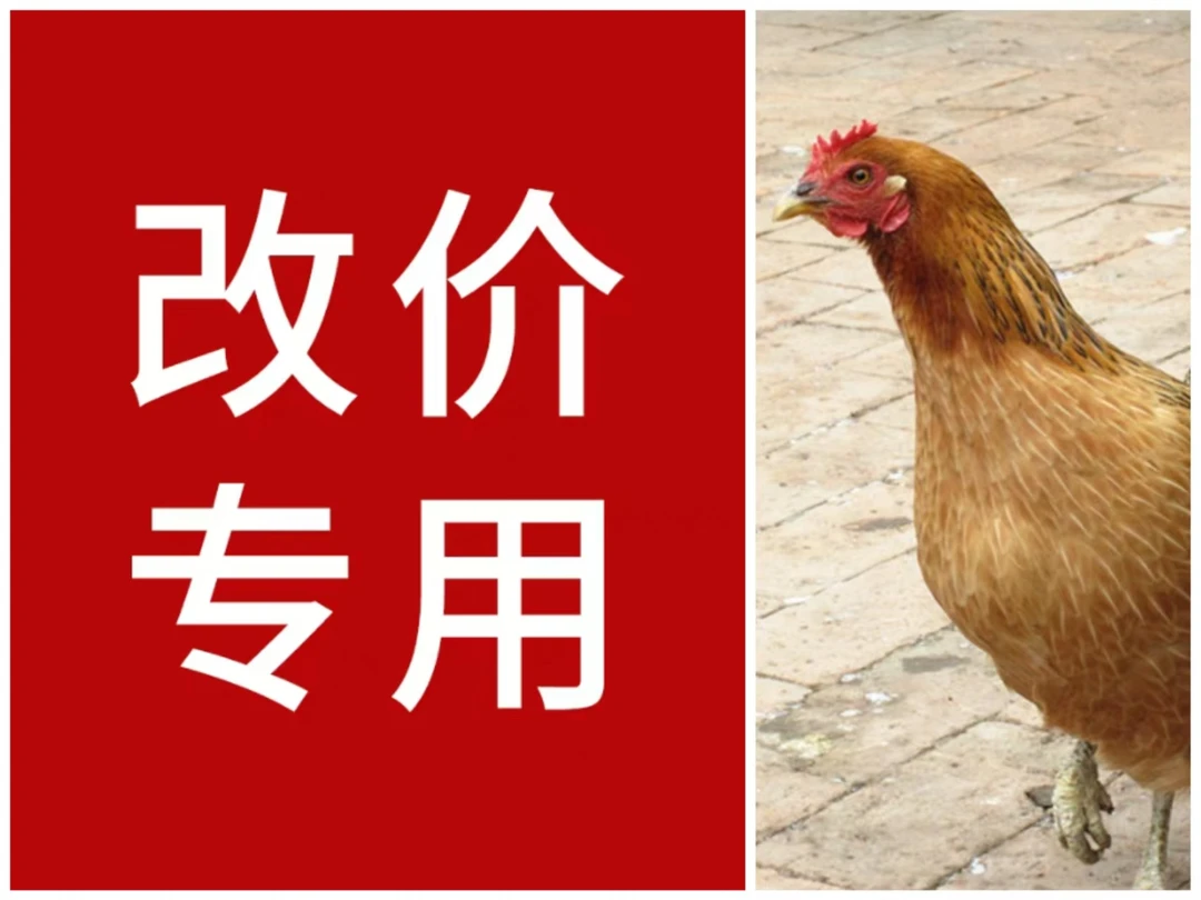 现场改价 《生鲜下单不退换坏了包赔》新鲜散养土鸡 包冰率不含冰