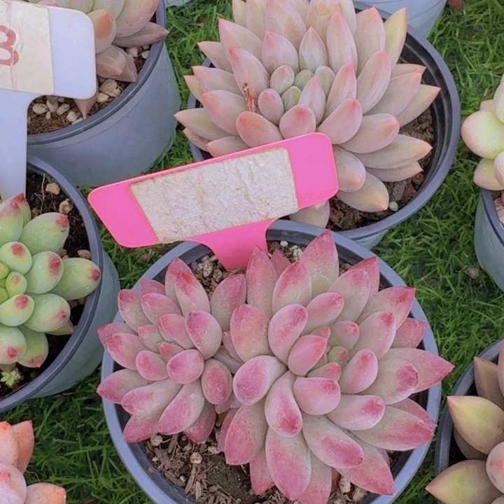 健健康康平平安安