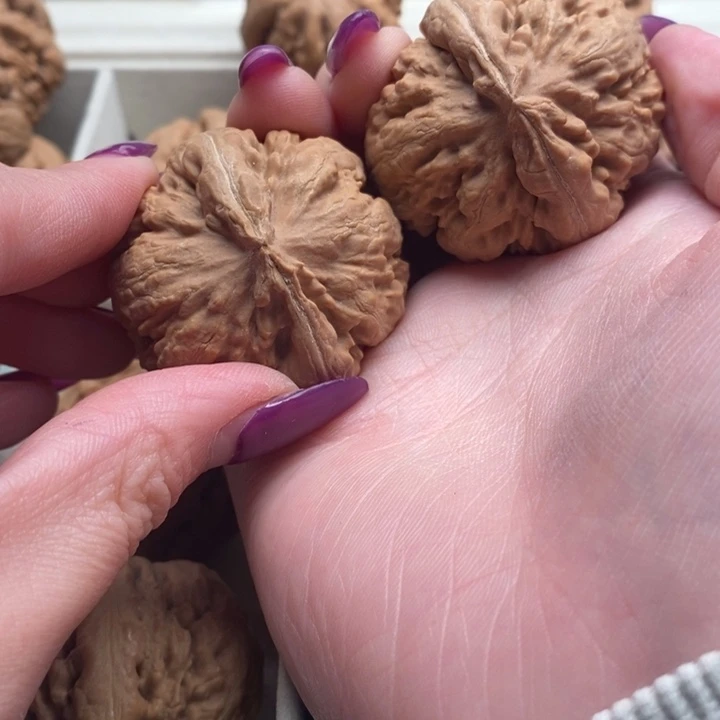 陌***路霸王龙全品一刀没动