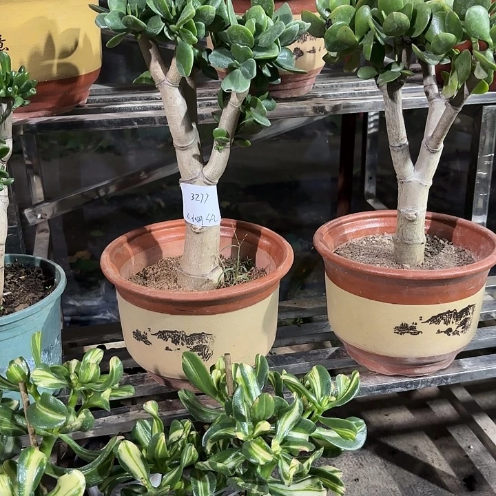 小***胡当前无花栽培后可以开花42