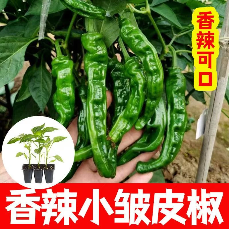 皱皮椒苗带土秧苗 辣椒苗