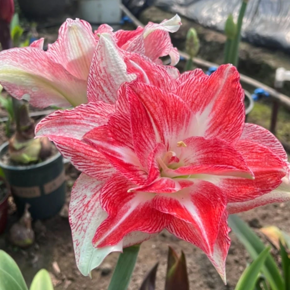 【拉兹玛塔兹】甜甜花园-南非进口朱顶红种球-重瓣