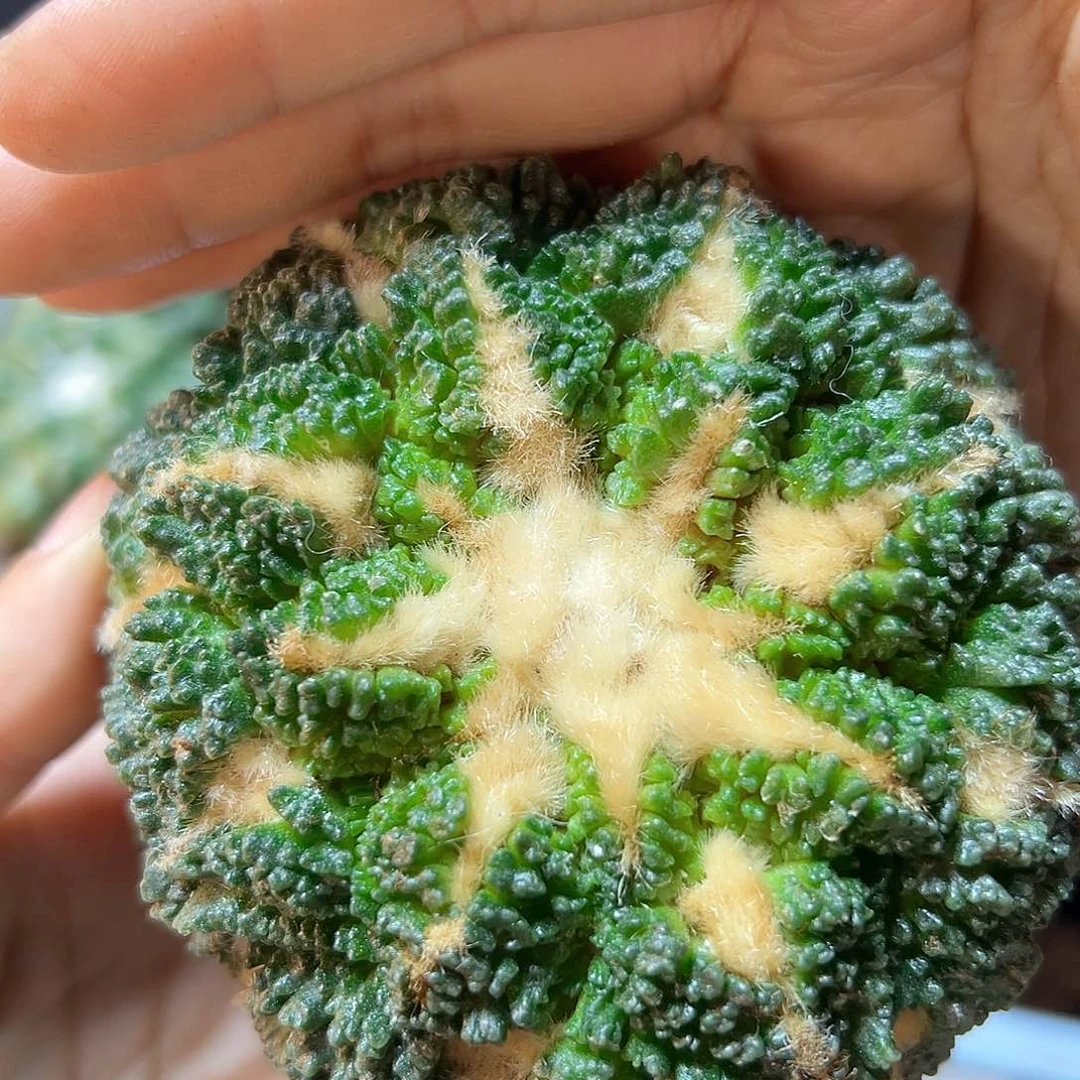 25日31号苗接无根哥斯拉牡丹8.4公分