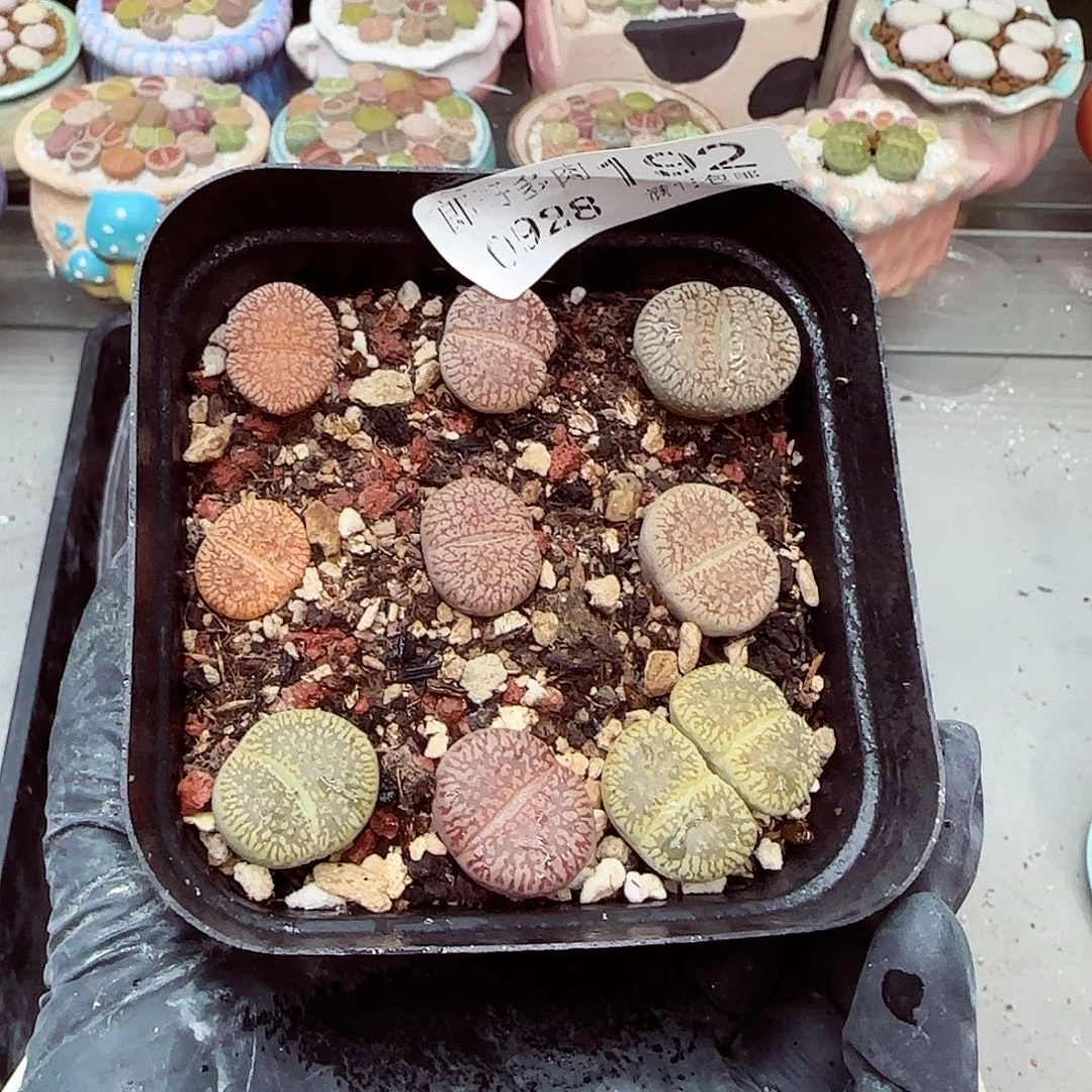 生石花满18包邮0928-192