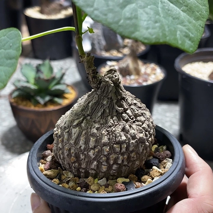 福利 龙甲龟66666666666