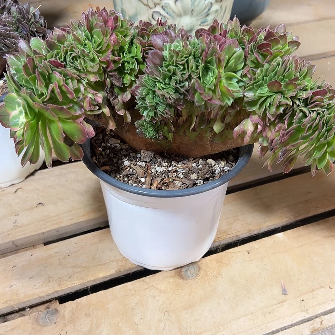 整版的海王缀化111