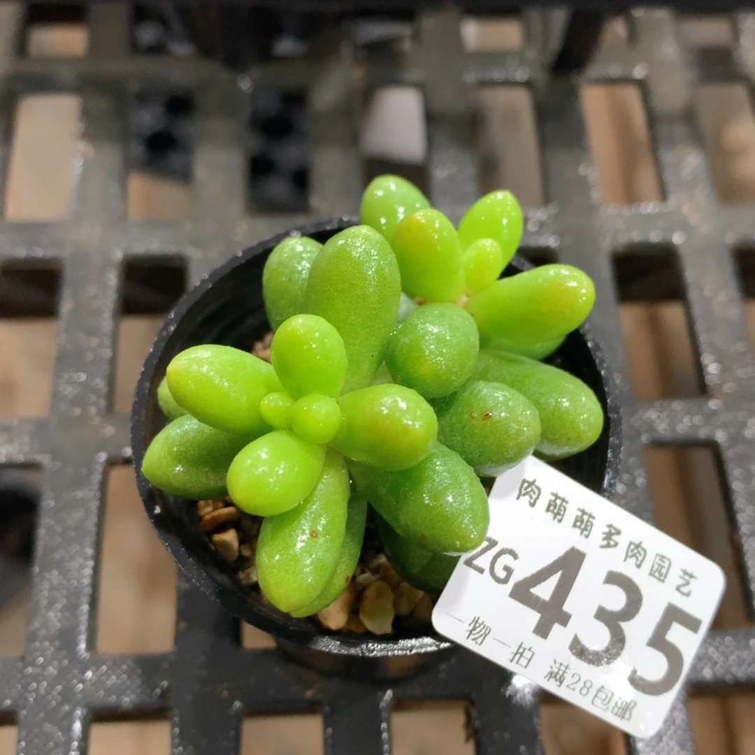 肉萌萌拇指盆精控多肉ZG435