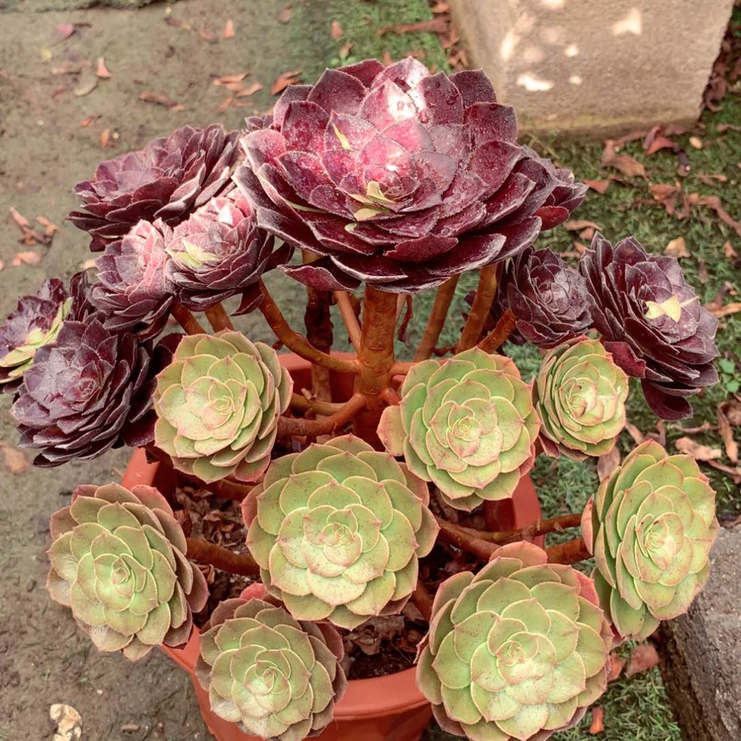 阴阳面花花公子，多肉植物