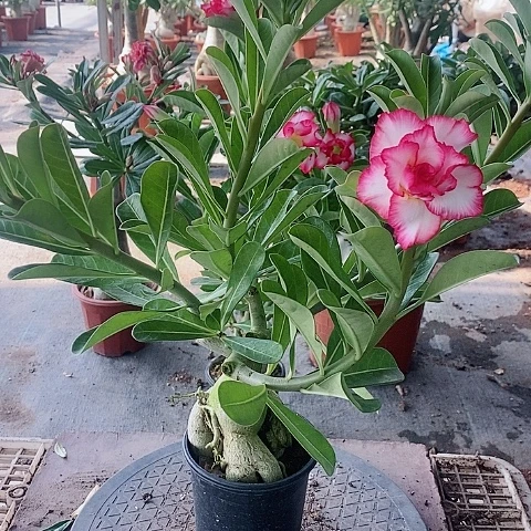 【闪购商品】无花朵卢****托