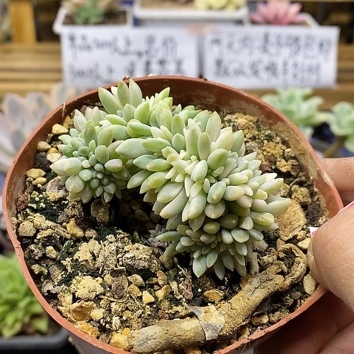 0284 醉美人锦缀