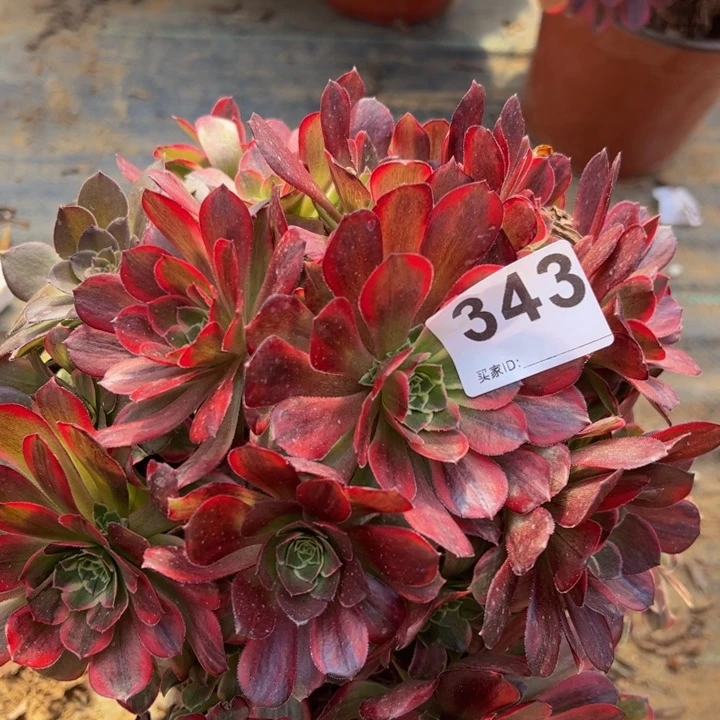 安娜多肉植物343