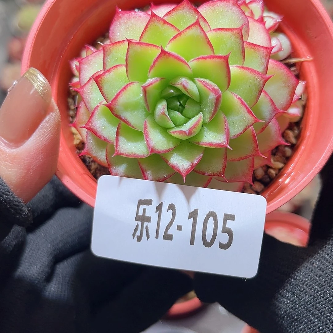 乐12-105 女王群不包整