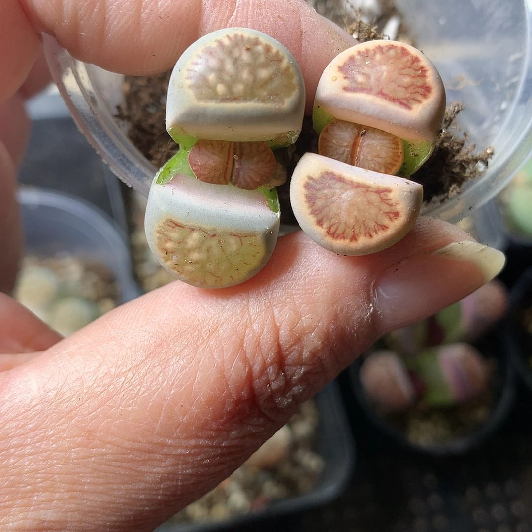E144多肉植物保护研究所