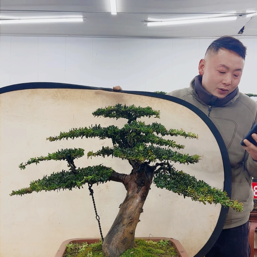 盆景制作过程非常