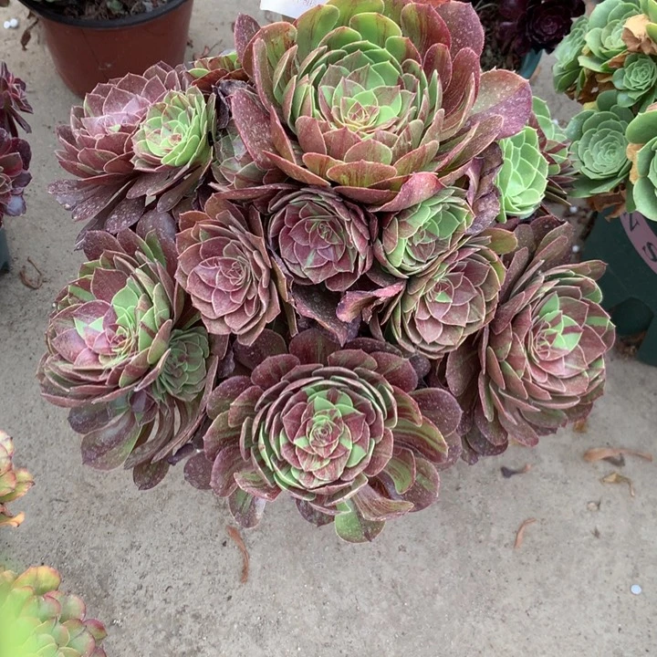 702花月夜多肉特价不售后