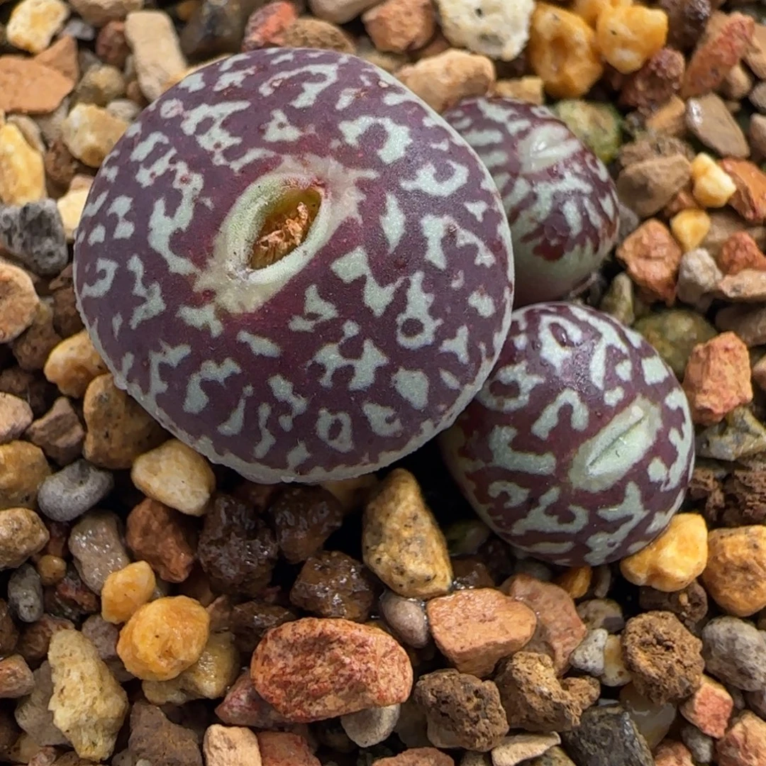 多肉植物MSG3170母本83号