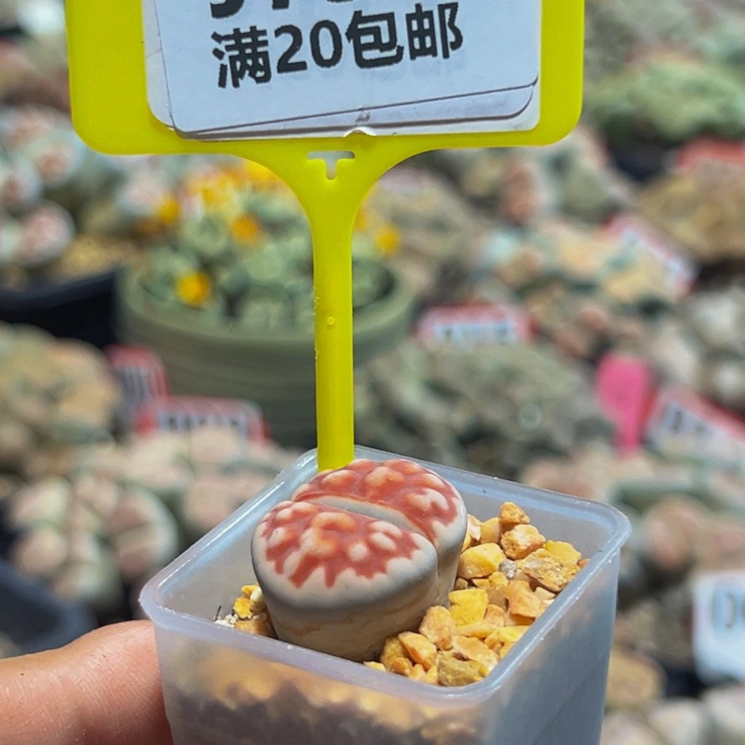 750 生石花大群生一物一拍