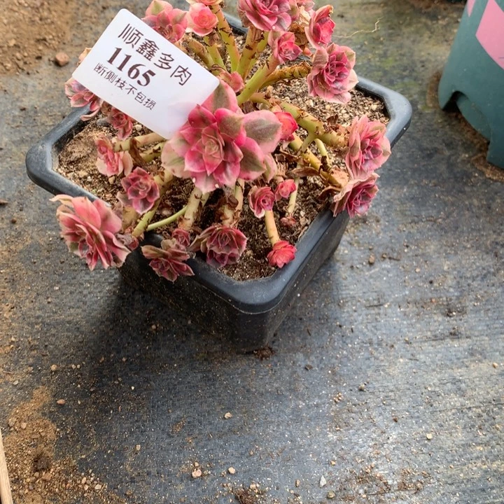 。***1165倾城多肉植物特价